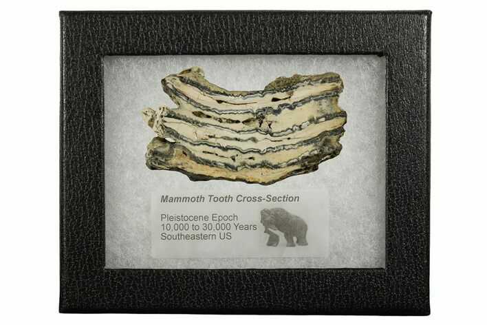 Mammoth Molar Slice With Case - South Carolina #337710